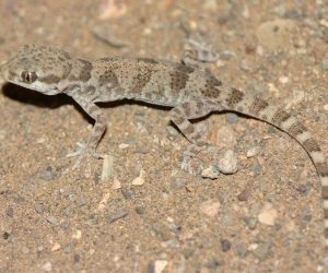 Bunopus_crassicauda